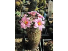 Mammillaria sheldonii