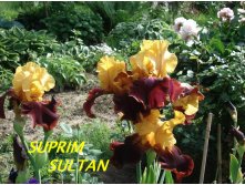 Suprim Sultan.jpg  150