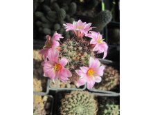 Mammillaria sheldonii