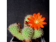 Rebutia donaldiana