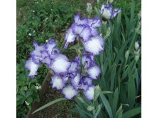 Autumn circus.jpg 130