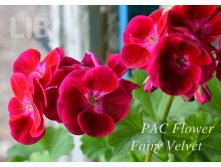 PAC Flower Fairy Velvet