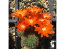 Rebutia donaldiana