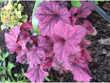 Plum Royal IMG 3299.JPG