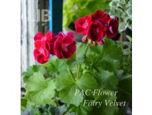 PAC Flower Fairy Velvet