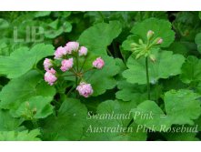 Swanland Pink = Australien Pink Rosebud