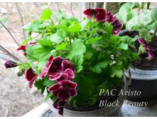 PAC Aristo Black Beauty