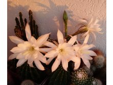 Echinopsis subdenudata