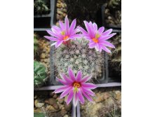 Mammillaria boolii