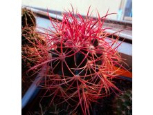 Ferocactus sp.