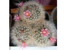 Mammillaria bocasana v. roseiflora