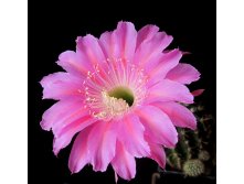 Echinopsis hybrid Maria Piazza