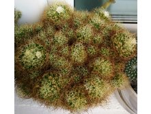 Mammillaria decipiens ssp. camptotricha