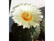 Astrophytum asterias