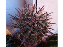 Ferocactus sp.