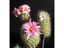 Mammillaria mix