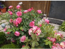 DSCF7103.JPG