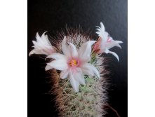 Mammillaria fraileana LO 20