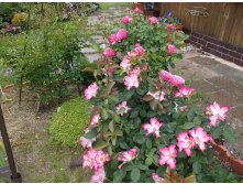 DSCF7035.JPG