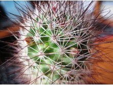 Mammillaria fraileana LO 20