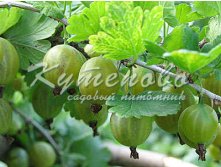 : Крыжовник "Малахит" 220р 3шт
