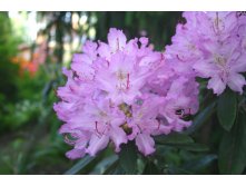 : Рододендрон Катевбинский С2 Н30 260р