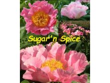  Sugar`n Spice