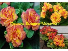 -Belarina-Nectarine .jpg