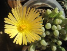 Fenestraria rhopalophylla ssp. aurantiaca