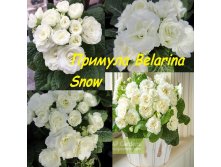 -Belarina-Snow .jpg