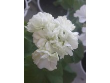 4 Пеларгония розебудная Mary