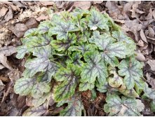 Heucherella Tapestry