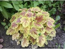 Heucherella "Solar Eclipse"