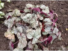 Heuchera 'Sugar Frosting'