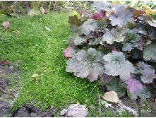 Heuchera Rachel 