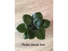 Rob's dandy lion