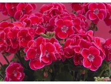 Пеларгония зональная Toscana Castello Rose Eye (Tammo)
