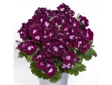 Пеларгония Bermuda&#174; Merlot