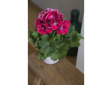 Пеларгония королевская Elegance Red Velvet