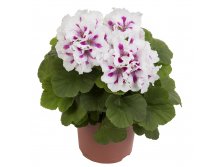Пеларгония королевская Elegance Royalty White