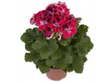 Пеларгония королевская Elegance Red Velve