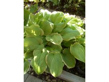 Hosta Fragrant Bouquet