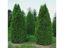  Thuja occidentalis Smaragd C3 50-70  5,16 .  1