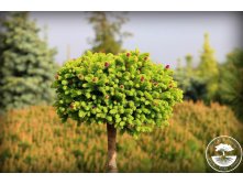  Picea abies Wild StrawberryPBR (Pa) C5 Pa80-100 o 20-30-  40,06 .  1