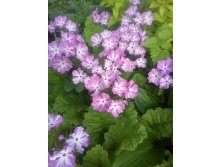 IMG 20200610 202527.jpg