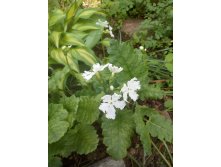 IMG 20190603 100228.jpg