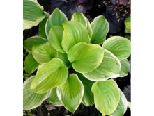 Hosta Fragrant Bouquet. 150,  2-3 .