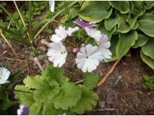 IMG 20180620 080726.jpg