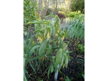    (Uvularia perfoliata)         .  2 (  ,5) 250.  1 ( 1) 350