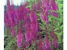   (Astilbe Purpurkerze) 100. 1